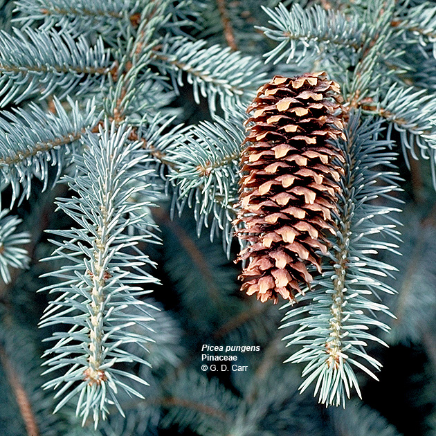 Pine Cones, Colorado Blue Spruce Pine Cones, Spruce Pine Cones, Pinecones