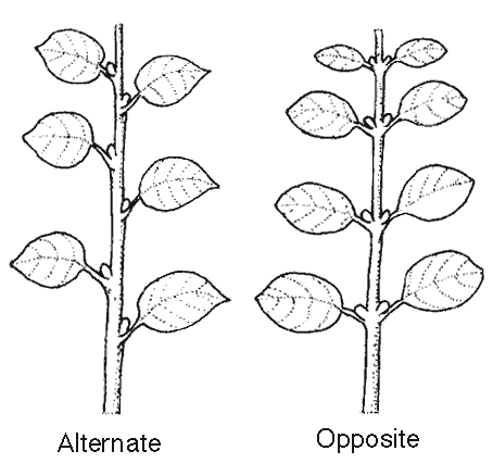 Alternate vs opposite leaf arrangement