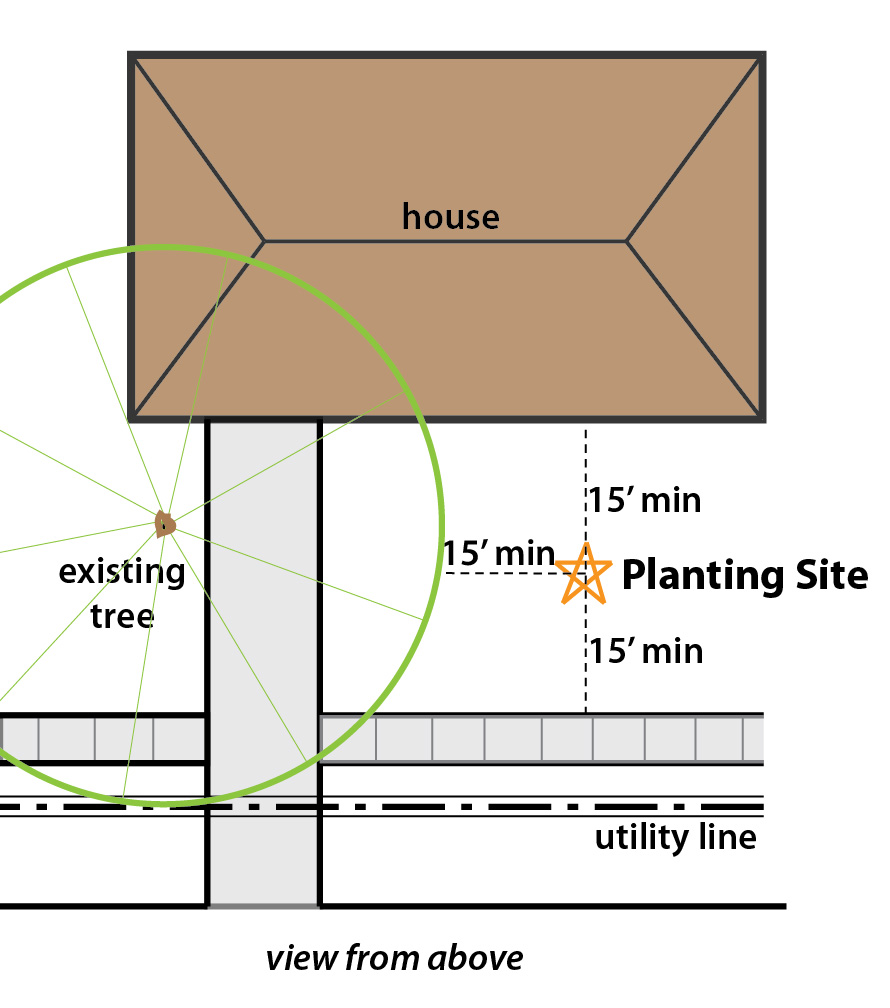 ideal planting site diagram